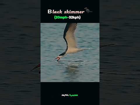 Fastest Bird In The World 🤯 🌎 #shorts #ytshorts #edit