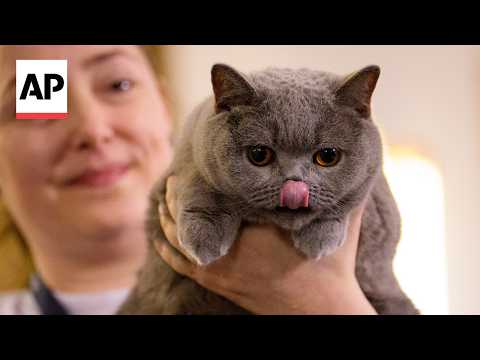 YouTube video thumbnail: More Than 200 Cats Compete in Romania's 'Feline Oscars'