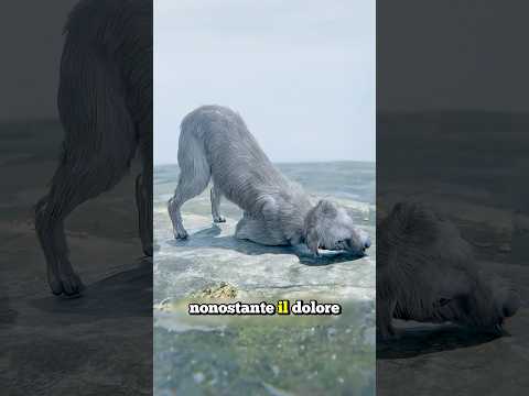 LA STORIA DEL CANE CHE È SOPRAVVISSUTO AD UN TORNADO (credits: ​⁠@zackdfilms)