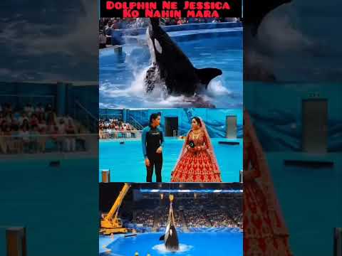 dolphin or Jessica  #shivabardat315