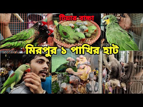 এসেছে টিয়া পাখির বাচ্চা_মিরপুর ১ পাখির হাট_Mirpur 1 pakhir Haat_biral, kukur, tia pakhir baccha