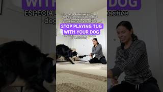 Worst way to play tug with your dog #doggames #dogenrichment #dogtraining #reactivedog