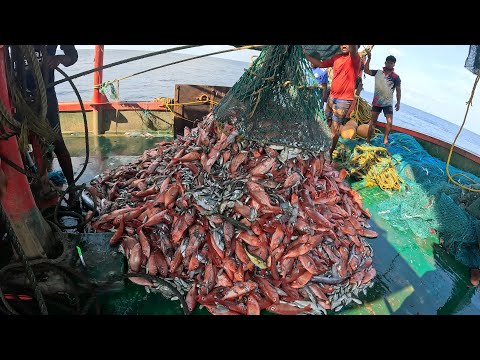 Big Catch Fishing in The Sea | Net Fishing in The Sea | KADAL TV