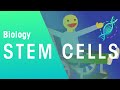 Stem Cells and Their Potential