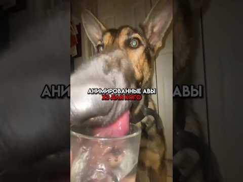 Аватарки с котами) #шортс #аватарки #а4 #авы #школа #стандофф