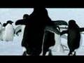 Unique Characteristics of Penguins