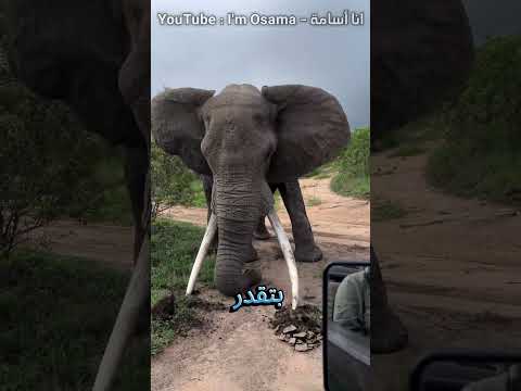 سبع حقائق مذهلة و غريبة عن الحيوانات لم تسمع بها من قبل !!! #shorts