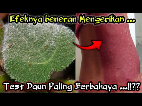 TERLIHAT BIASA NAMUN MENGERIKAN! TEST DAUN PALING MENYAKITKAN DI PULAU MALUKU AMBON