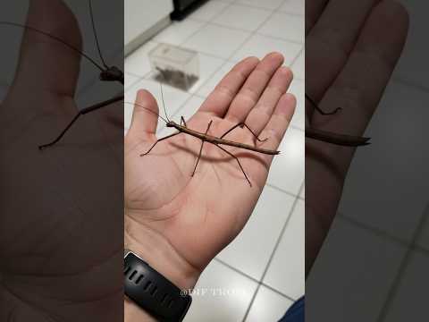 Pet to Predator in Seconds