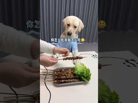 这狗还学人撸串、能吃明白吗#神奇动物在抖音#萌宠出道计划#家有馋狗#狗狗的心思都写在脸上了#萌宠搞笑