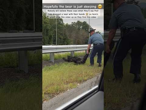 Cops drag bear after crash with their bare hands, dragging the unconscious animal across the highway