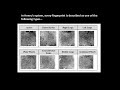 Fingerprint Classification Systems and Innovations