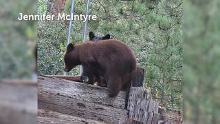 YouTube video thumbnail: Colorado’s Warm October Weather Could Change Wildlife Behavior