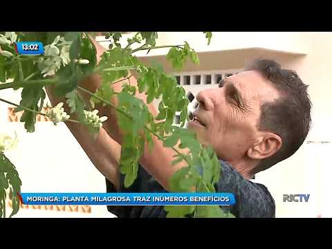Moringa: Planta milagrosa traz inúmeros benefícios a saúde