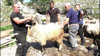 Šta će mi novac na zapadu,lomiš leđa,nisi sa porodicom.Bolje čuvat ovce u Bosni