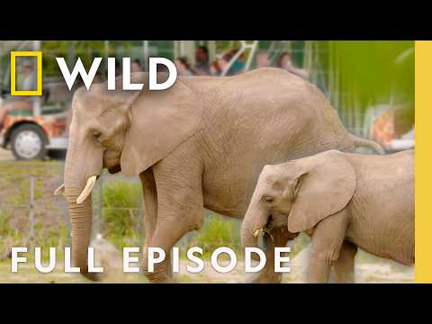 Elephant Date Night (Full Episode) | Secrets of the Zoo: Tampa | Nat Geo Animals