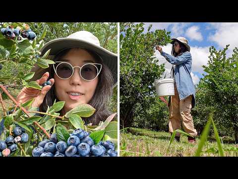 PICKING BLUEBERRIES 🫐 Slow Living Joys of Summer