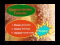 Exploring Carbohydrates and Macromolecules
