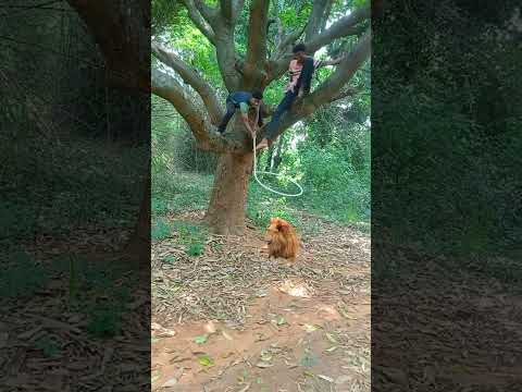 lion ko pakad liya hai #tiger #peacock #shortsviral #trending #animal #tigertiger #shortvideos