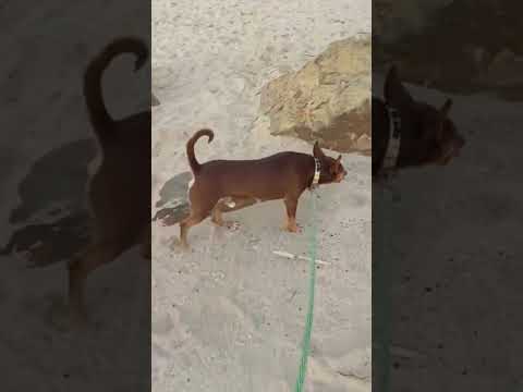 click to play the video