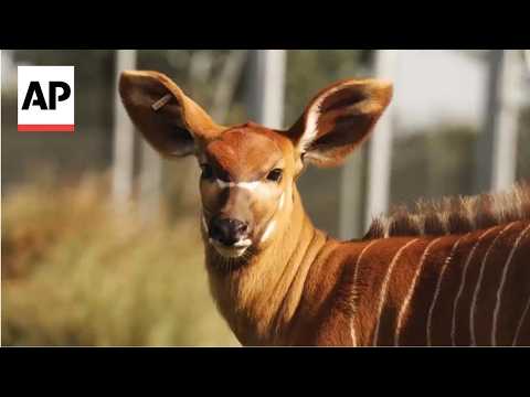 YouTube video thumbnail: Critically Endangered Bongos to be Sent to Kenya From European Zoos