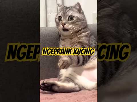 NGEPRANK KUCING PART 2 (TIDAK ADA KUCING YANG DILUKAI, HANYA SEKEDAR KONTEN HIBURAN)