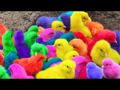 Menangkap ayam lucu, ayam warna warni, ayam rainbow, bebek, angsa, ikan hias, ikan cupang, Kelinci