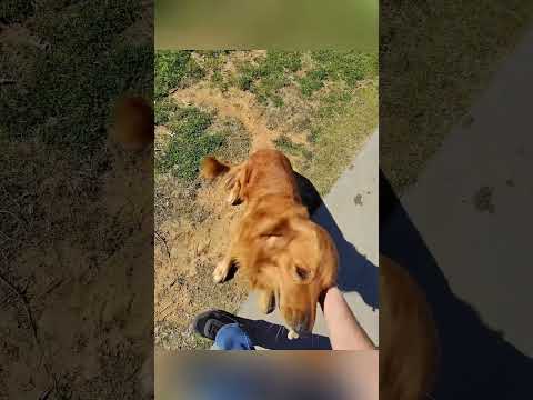 The dog has a good friend