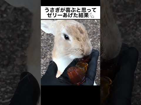 うさぎが喜ぶと思ってゼリーをあげた結果…