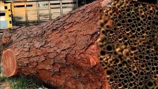 The thrill process of sawing a 10-meter big red log, see what happens!