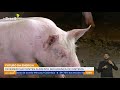 Produção e Uso de Biogás