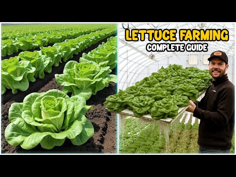 Lettuce Farming - Complete Guide