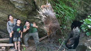 Making emergency traps to catch wild porcupines, daily life on the farm, SURVIVAL ALONE