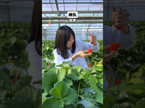 いちご狩りの理想と現実 #群馬県 #イチゴ狩り #イチゴ #金井いちご農園