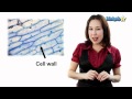 Differences Between Eukaryotic, Animal, and Plant Cells