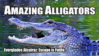 Alligator Alcatraz: Escape is Futile.