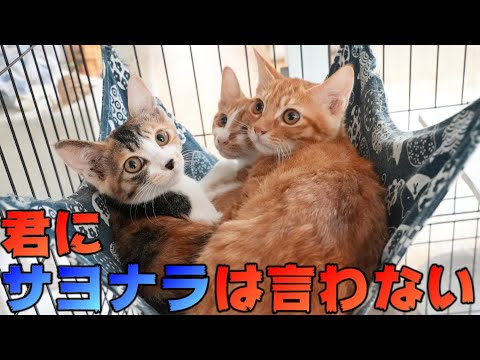 親猫を失いなんとか生きていた子猫たち、それぞれ安住の地を見つける