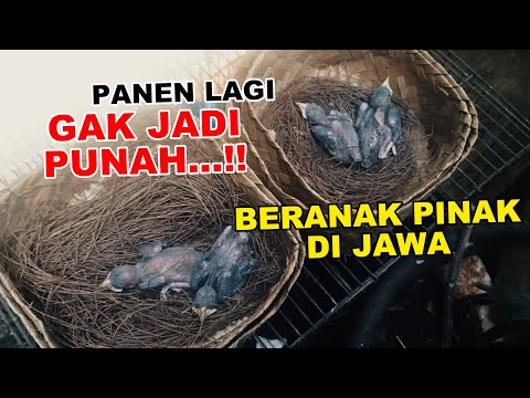 PANEN LAGI..BURUNG INI GAK JADI PUNAH !! SUDAH BERANAK PINAK DI JAWA