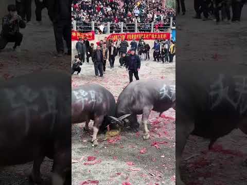The annual bull duel. Who can be the king of martial arts this year. #bull #animals #fight