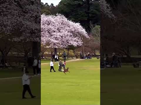 海外で1億再生した日本の風景 #shorts