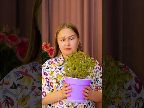 What Temperature 🌸 Does Your FLOWER Like? 🌡️ Let's Learn! #learning #kids