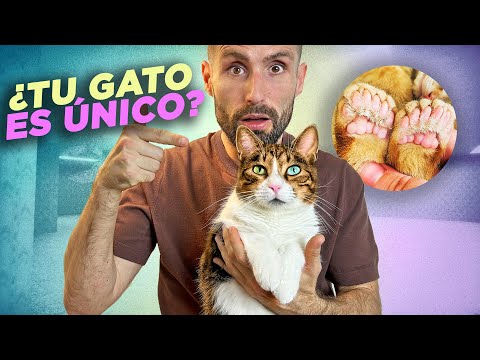 Descubre si TU GATO ES más ESPECIAL 😺✨🧬 de lo que crees | Rarezas felinas que los hacen únicos 🐾