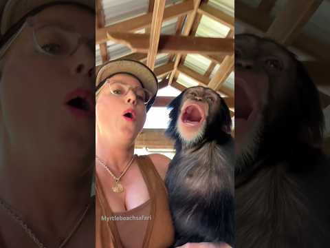 Vānara is so excited to meet today’s guests! ☮️❤️ #chimp #chimpanzee #ape #monkey #cute #love