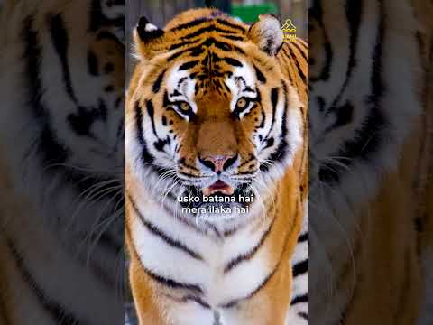 Tiger stay silent while hunting but roar to mark their territory#tiger #wildlfe #territory