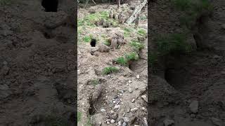 Großes Gewusel in der Erdmännchenanlage | Kölner Zoo