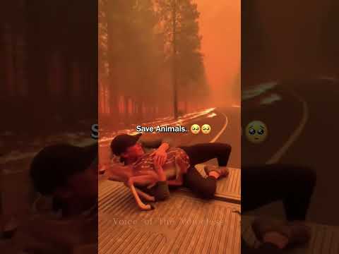 Save Animals ❤️🩹😢