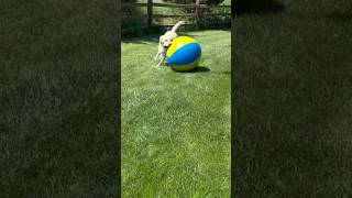 Pet Video Editing Tips (Read Description) RogerKingBits Auggie The Yellow Lab