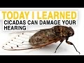 Understanding Cicadas and Their Sounds