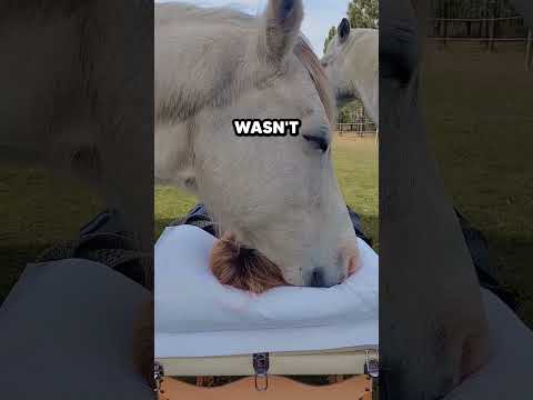 SPECIAL Moment Between HORSES and OWNER🥺