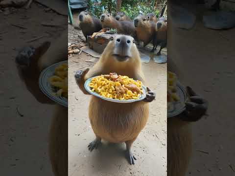Capybara is the best!🥰 #funny #capybara